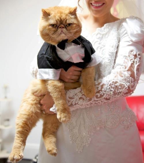 báo giá chụp hình cưới cùng thú cưng