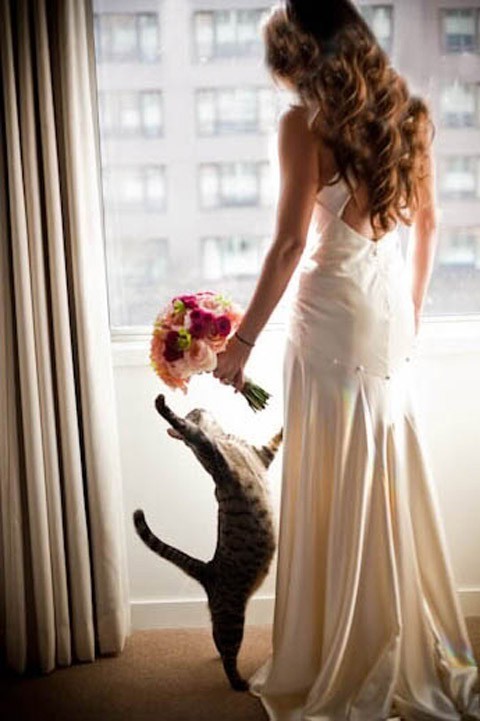 chụp hình cưới cùng thú cưng báo giá