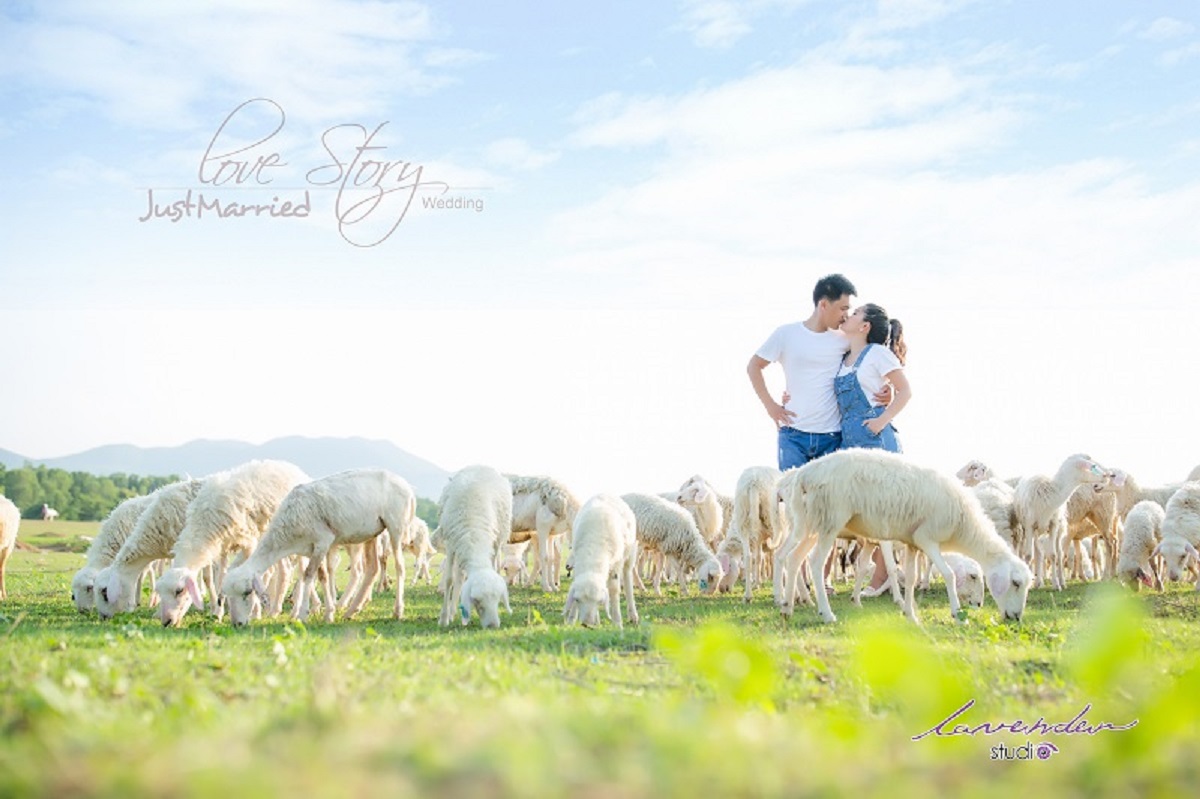 Chụp hình cưới ngoại cảnh đẹp tại đồi cừu