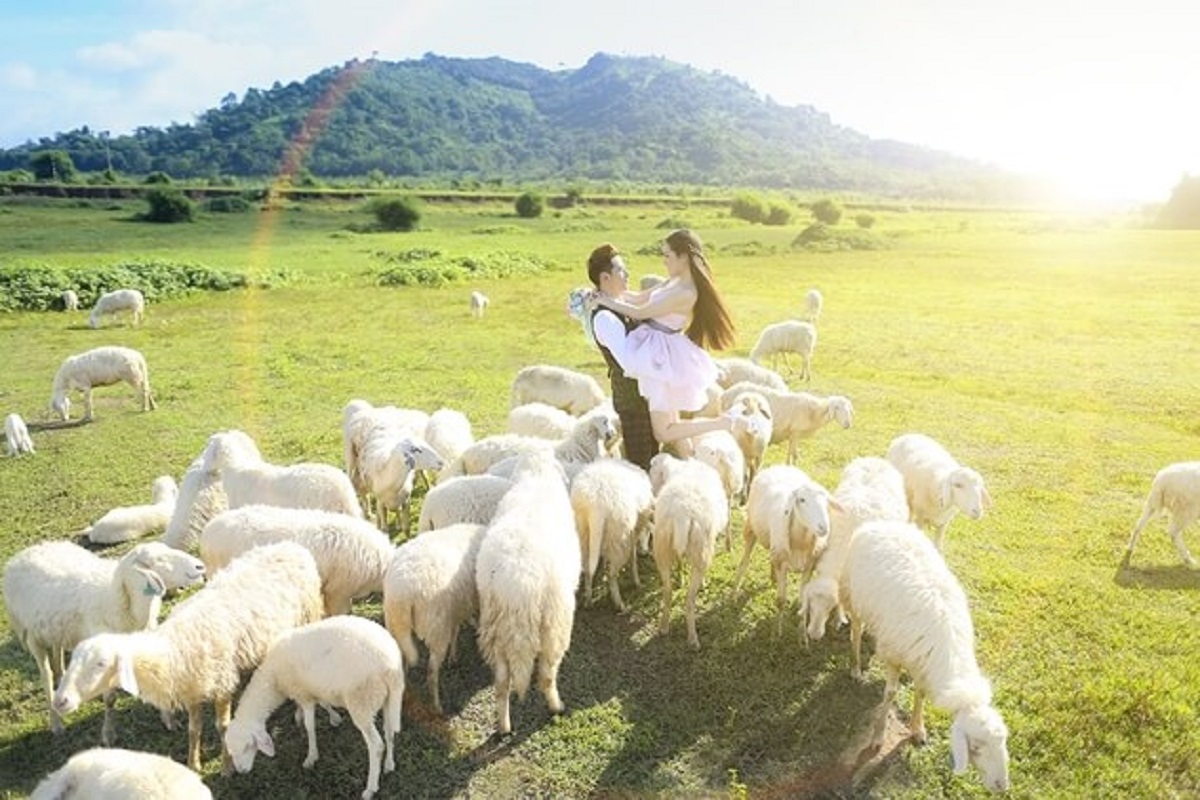 Chụp hình cưới tại cánh đồng cừu ở Vũng Tàu