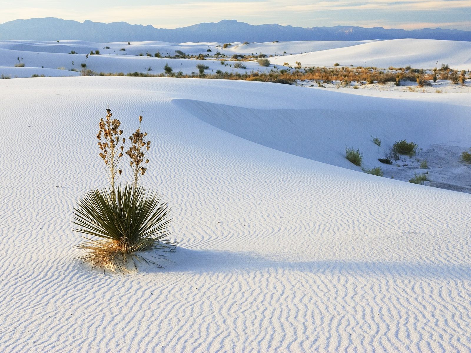 Mũi Né, Phan Thiết. Đồi cát bay có diện tích khá rộng, với cát vàng mịn màng, óng ánh trải dài như một sa mạc